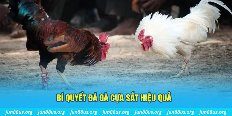 j88vip đá gà cựa dao