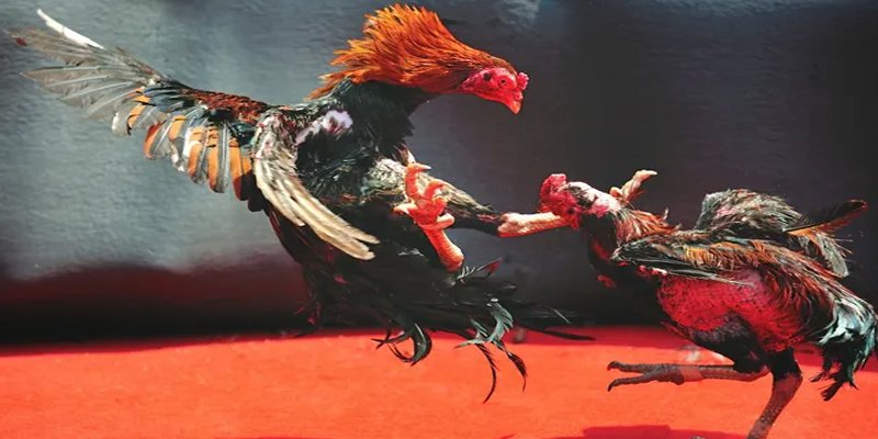 j88vip BG Bắn cá
