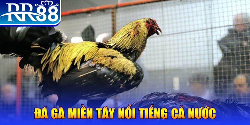 j88vip gà chọi c1.com trực tiếp 888